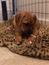 Ps Litter Aurora - ADOPTED 08.27.19