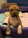 Ps Litter Nova - ADOPTED 08.16.19