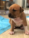 Ps Litter Nova - ADOPTED 08.16.19