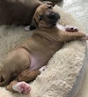 Ps Litter Nova - ADOPTED 08.16.19