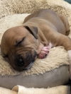 Ps Litter Nova - ADOPTED 08.16.19