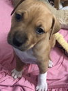 Ps Litter Nova - ADOPTED 08.16.19