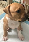 Ps Litter Nova - ADOPTED 08.16.19