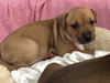 Ps Litter Nova - ADOPTED 08.16.19