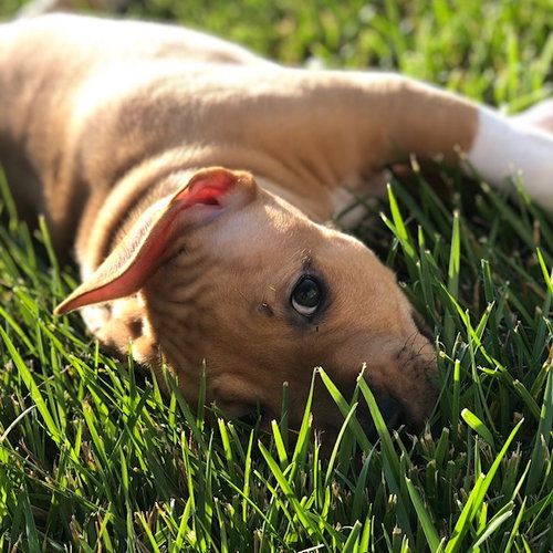 Ps Litter Nova - ADOPTED 08.16.19