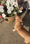 Ps Litter Nova - ADOPTED 08.16.19
