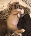 Ps Litter Nova - ADOPTED 08.16.19