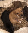 Ps Litter Nova - ADOPTED 08.16.19