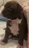 Ps Litter Cordelia - ADOPTED 08.12.19