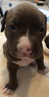 Ps Litter Cordelia - ADOPTED 08.12.19