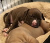Ps Litter Cordelia - ADOPTED 08.12.19