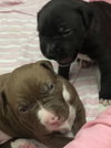 Ps Litter Cordelia - ADOPTED 08.12.19