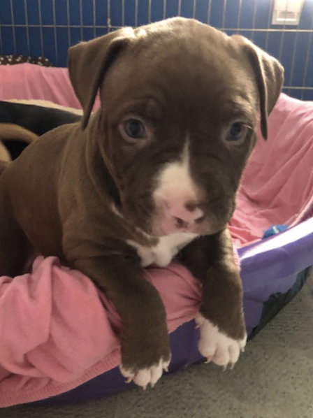 Ps Litter Cordelia - ADOPTED 08.12.19