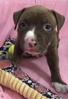Ps Litter Cordelia - ADOPTED 08.12.19