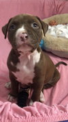 Ps Litter Cordelia - ADOPTED 08.12.19