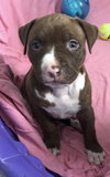 Ps Litter Cordelia - ADOPTED 08.12.19