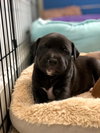 Ps Litter Cosmos - ADOPTED 08.27.19