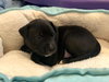 Ps Litter Cosmos - ADOPTED 08.27.19