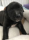 Ps Litter Cosmos - ADOPTED 08.27.19