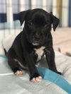 Ps Litter Cosmos - ADOPTED 08.27.19