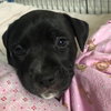 Ps Litter Cosmos - ADOPTED 08.27.19
