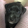 Ps Litter Cosmos - ADOPTED 08.27.19