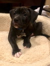 Ps Litter Cosmos - ADOPTED 08.27.19