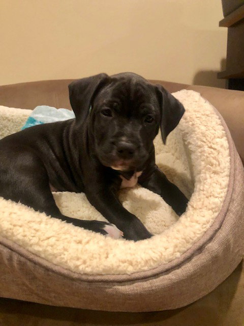 Ps Litter Cosmos - ADOPTED 08.27.19