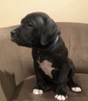 Ps Litter Cosmos - ADOPTED 08.27.19