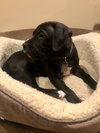 Ps Litter Cosmos - ADOPTED 08.27.19
