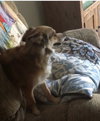 Roxy - ADOPTED 08.14.19