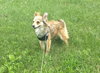 Roxy - ADOPTED 08.14.19