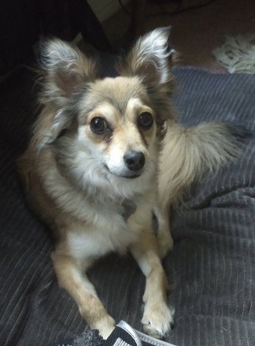 Roxy - ADOPTED 08.14.19