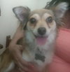 Roxy - ADOPTED 08.14.19