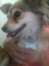 Roxy - ADOPTED 08.14.19