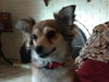 Roxy - ADOPTED 08.14.19