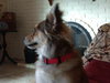 Roxy - ADOPTED 08.14.19
