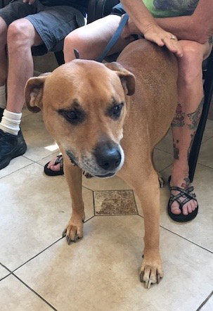 Qs Lewey - ADOPTED 08.09.19