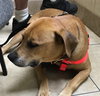 Qs Lewey - ADOPTED 08.09.19