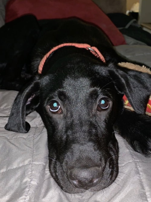 Dobby - ADOPTED 10.19.19