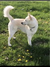 Kodabear - ADOPTED 09.12.19