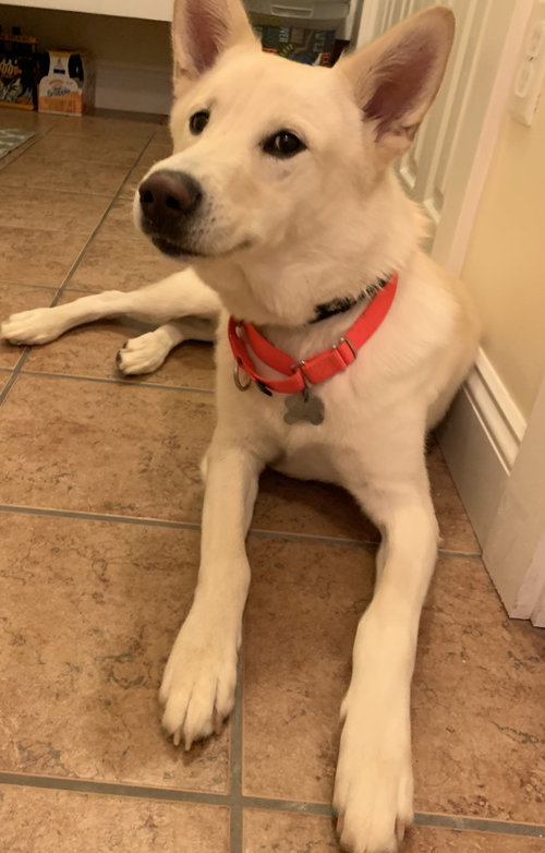 Kodabear - ADOPTED 09.12.19