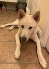 Kodabear - ADOPTED 09.12.19