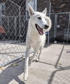 Serena - ADOPTED 09.20.19