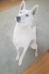 Serena - ADOPTED 09.20.19