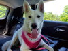 Serena - ADOPTED 09.20.19