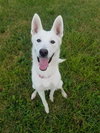 Serena - ADOPTED 09.20.19