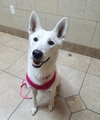 Serena - ADOPTED 09.20.19