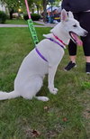 Serena - ADOPTED 09.20.19