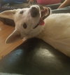 Serena - ADOPTED 09.20.19